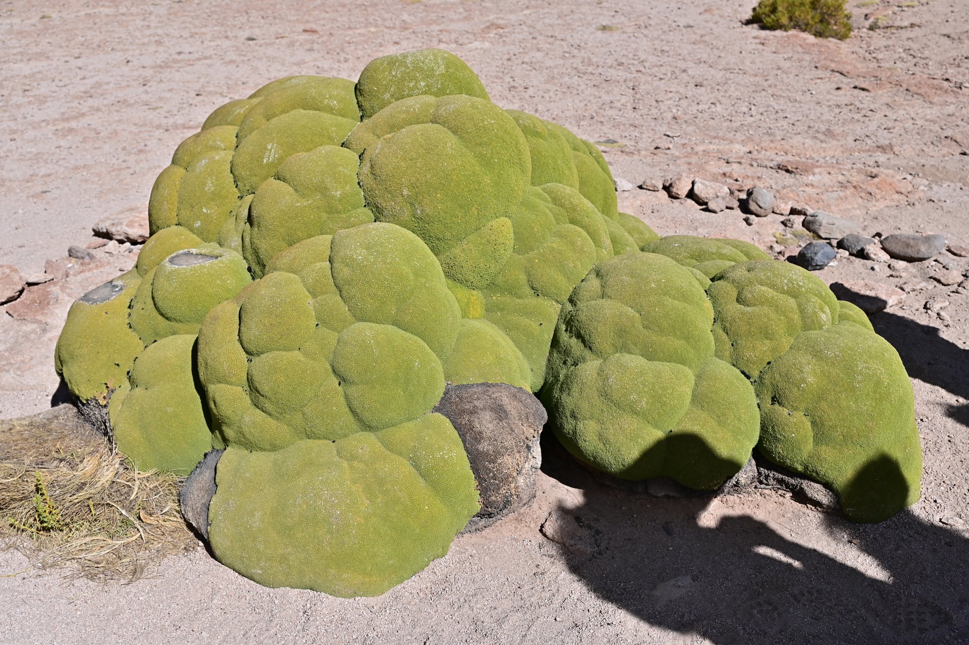 玻利維亞。Uyuni 烏尤尼鹽湖三日團到阿塔卡馬 Atacama超完整攻略！路線介紹、旅行社選擇、注意事項