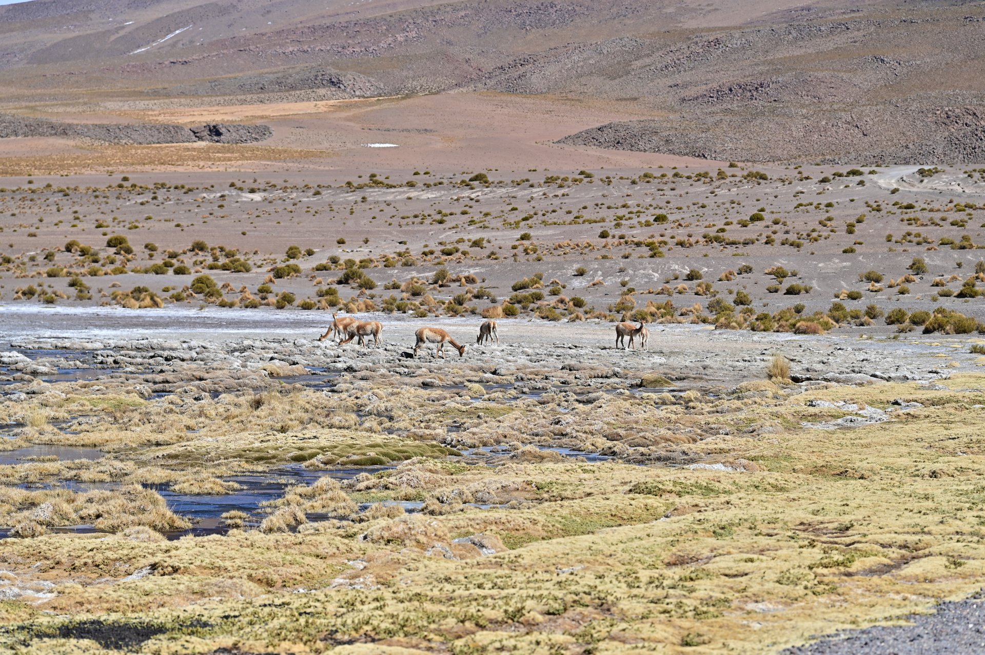 玻利維亞。Uyuni 烏尤尼鹽湖三日團到阿塔卡馬 Atacama超完整攻略！路線介紹、旅行社選擇、注意事項