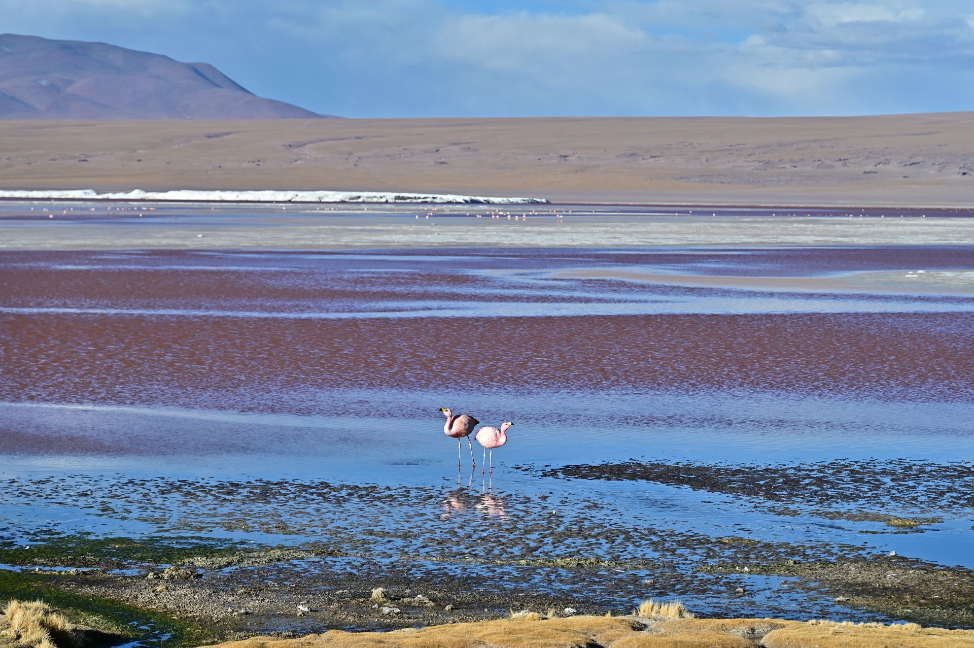玻利維亞。Uyuni 烏尤尼鹽湖三日團到阿塔卡馬 Atacama超完整攻略！路線介紹、旅行社選擇、注意事項